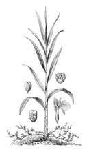 Cardamom (Elettaria Cardamomum) / Vintage Illustration From Meyers Konversations-Lexikon 1897 