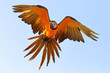 Macaw parrot flying in the sky, Freedom concept