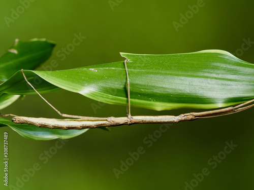 Fotografía A macro shot of a stick insect (Carausius morosus) photographed against a green background in a studio set