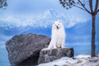 White dog breed Samoyed on the background of winter mountains.