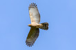 Jerdon's Baza (Aviceda jerdoni) Hawk migratory bird flying on the blue sky