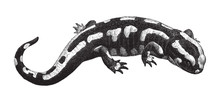 Fire Salamander (Salamandra Salamandra) / Vintage Illustration From Meyers Konversations-Lexikon 1897 