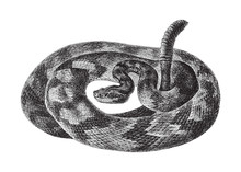 South American Rattlesnake (Crotalus Durissus) / Vintage Illustration From Meyers Konversations-Lexikon 1897
