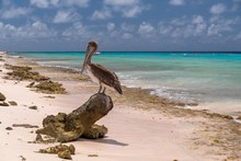 Closeup Shot Of A Cute Brown Pelican Standing On A Tree Root At The Beach In Bonaire, Carribean