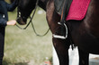 A close up of the side of a horse during a dressage movement shot