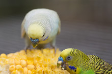 Parakeet (Melopsittacus Undulatus) Eating Corn