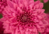 Fototapeta  - Hot Pink Chrysanthemum Flower in Garden