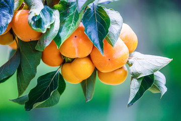 ripe persimmons fruit hanging on persimmon branch tree