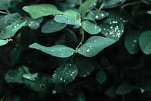 Closeup Shot Of Green Leaves Covered With Dewdrops - Great For A Natural Wallpaper