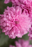 Fototapeta  - Pink Chrysanthemum Flower in Garden