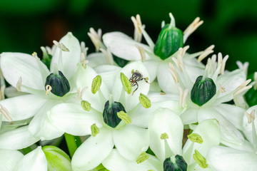 Macro photograph of a beautiful flower.