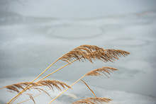 Ears And Stalks Of Bulrush Reeds Against A Light Background Of Ice In Cloudy Weather. Early Spring, March.