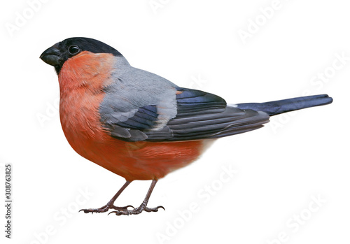 Fotografía Male of Eurasian bullfinch (Pyrrhula pyrrhula), isolated on white background