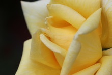 Yellow Rose With Water Drops Of Dew On Black Background