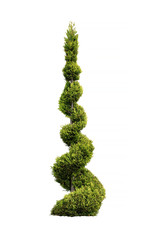 Thuja conifer trimmed in the form of a spiral on the isolated white background. topiary