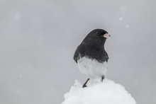 Dark-eyed Junco, Junco Hyemalis, A Cute Dark Gray And White Bird, Perched During Snowstorm