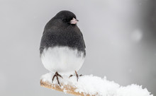 Dark-eyed Junco, Junco Hyemalis, A Cute Dark Gray And White Bird, Perched During Snowstorm