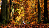 Fototapeta Dmuchawce - Autumn