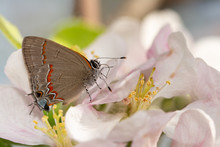 Tiny Red-banded Hairstreak Butterfly On An Apple Blossom In Early Spring