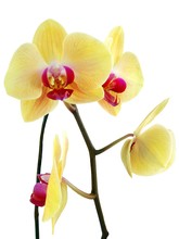 Pretty Yellow Orchid Phalaenopsis Close Up Isolated