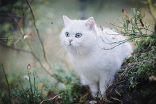 Beautiful White, Silver Shaded British Short Hair Cat With Green Eyes In The Autumn Forest. Autumn Colours. Cat Smelling And Tasting Autumn Grass, Mushrooms. Curious White Cat, British Shorthair Breed