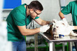 © zorandim75 - Veterinarian doctor making check-up of a bulldog.
