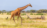 Somalia giraffe goes over a green lush meadow