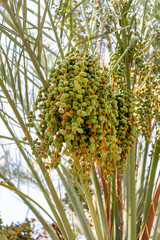 Wall Mural - Unripe dates on a palm tree