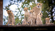 Cheetah family resting on grass and watching around..