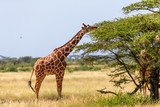 Fototapeta Sawanna - Somalia giraffes eat the leaves of acacia trees