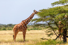 Somalia Giraffes Eat The Leaves Of Acacia Trees