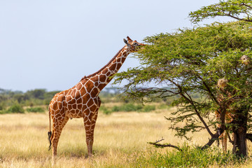 somalia giraffes eat the leaves of acacia trees