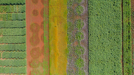 Wall Mural - Flower garden, Aerial top view, background with beautiful colorful flower in thailand