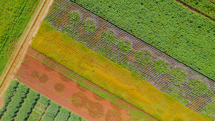 Wall Mural - Flower garden, Aerial top view, background with beautiful colorful flower in thailand