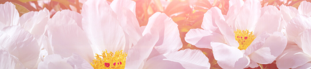 Wall Mural - Panorama beautiful white peonies in the garden.