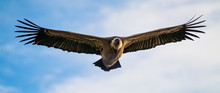 Griffon Vulture, Gyps Fulvus In Monfrague National Park. Extremadura, Spain