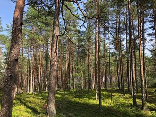 trees in the forest