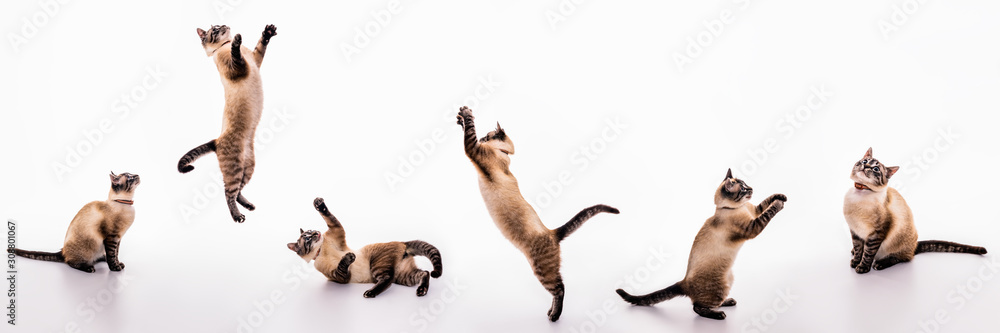 A set of images of a playful cat that plays, jumps, grabs, sways on the floor - obrazy, fototapety, plakaty 