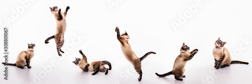 Photographie A set of images of a playful cat that plays, jumps, grabs, sways on the floor