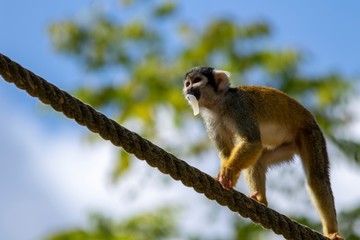 A close up portrait of a squirrel monkey with some food in its mouth. The capuchin monkey is walking over a rope.