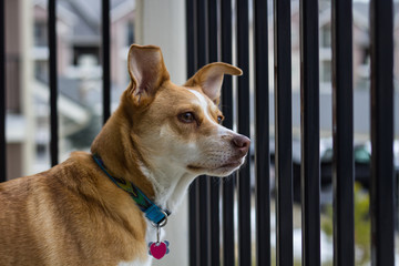 Australian Cattle Dog stares viewed from behind