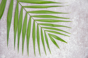 Green leaf isolated on grey background. Space for your text.