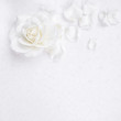 Beautiful white rose and petals on white background. Ideal for greeting cards for wedding, birthday, Valentine's Day, Mother's Day
