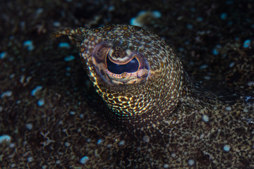 Detail of the eye of a flounder, Bothus sp., lying on the seafloor in Lembeh Strait, Indonesia. Flounders' eyes rise above their flat bodies in order to get a better view of their environment.