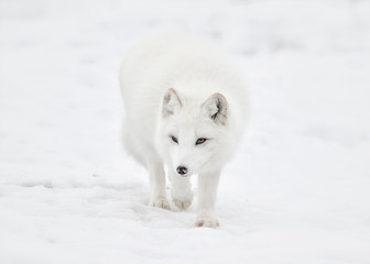 Wall Mural - Arctic fox walking in snow