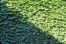 Wall Covered With A Green Vine Plant, With Diagonal Contrast Of Light And Shadow.