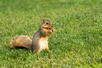 a squirrel holding a grape