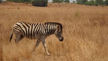 Tracking Shot As Zebra Walks Briskly Through Grass, And Behind Bushes. High Angle