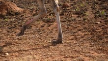 Long Legs Of Male Ostrich Walking In Slowmo