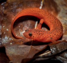 Mud Salamander (Pseudotriton Montanus)